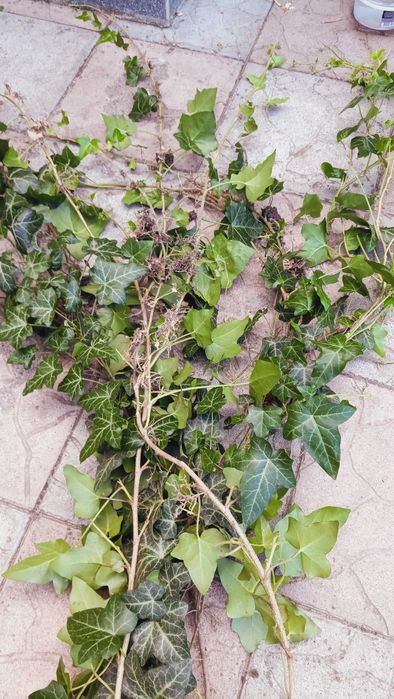 Вуличний вічнозелений плющ