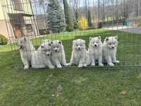 Szczeniak Samojed Samoyed rodzice FCI, GOTOWE DO ODBIORU