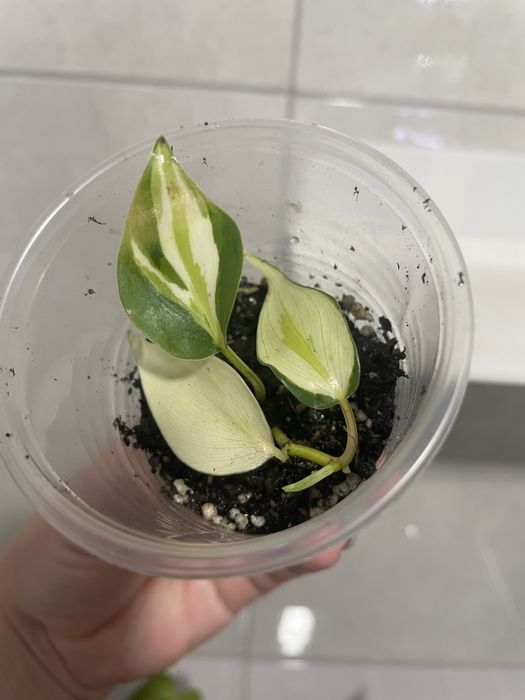 Філодендрон Крем сплеш Триколор,Сінгоніум Grey Ghost