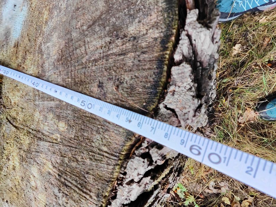 Drewno dąb ścięte, 11 odcinków 2-3m, średnica około 50 cm.