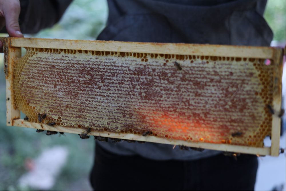 Натуральний свіжий мед урожаю 2025 року