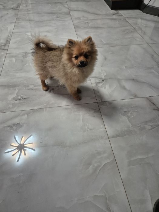 Szpic miniaturowy chlopiec