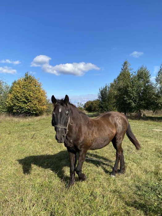 Продам робочу кобилу