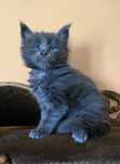 Niebieski kocurek Maine Coon