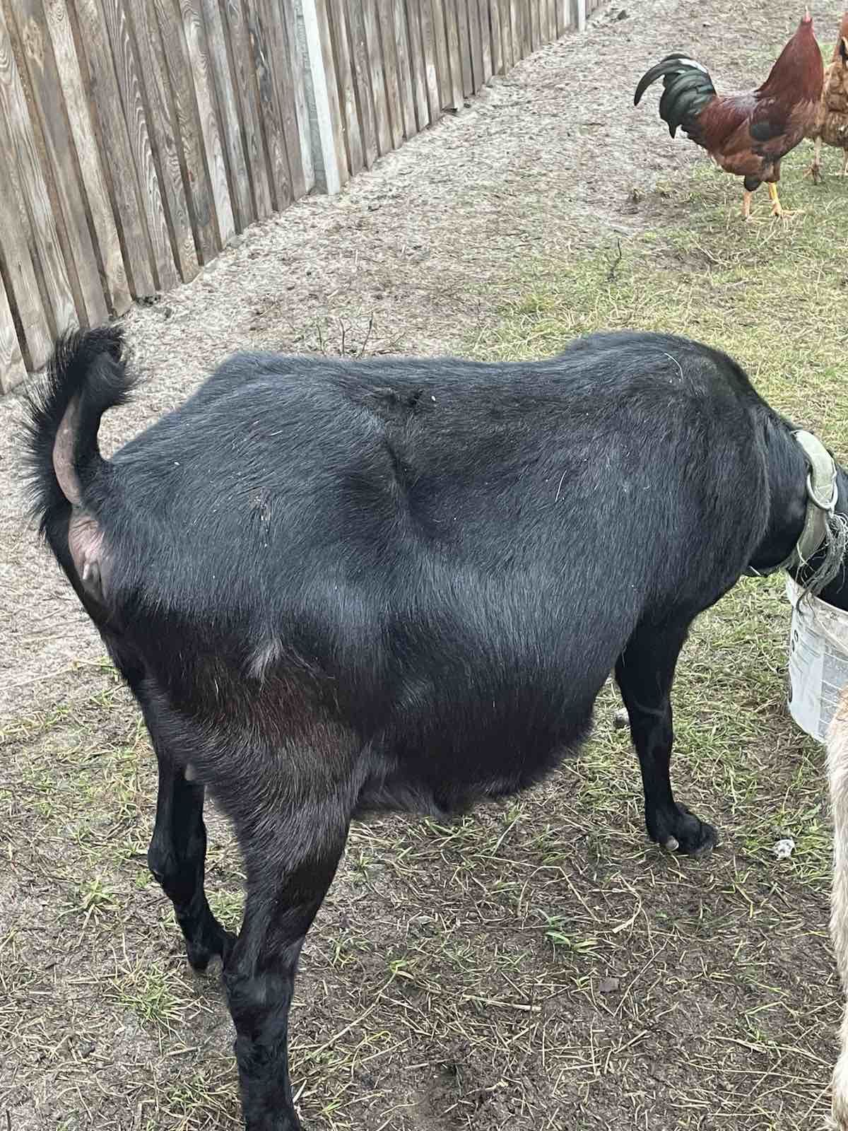Продам Англо-нубійську козу 100%