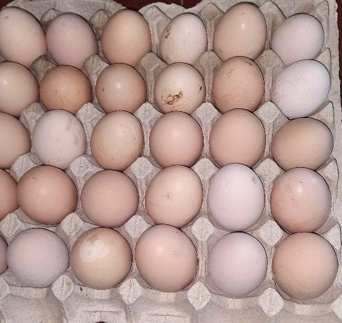 Амрокс інкубаційні яйця