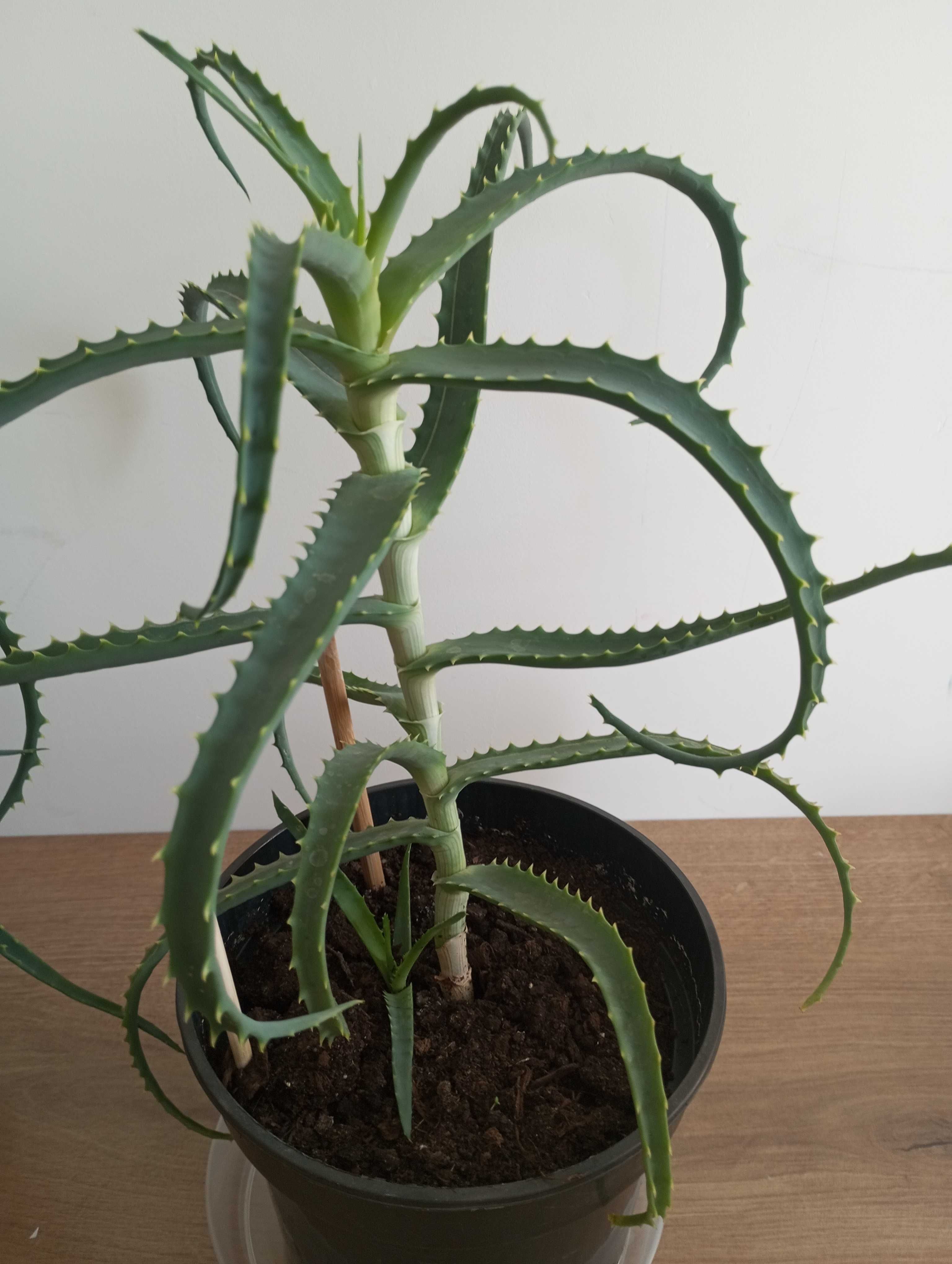 Aloes 4 letni...