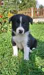 Suczka border collie
