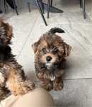 Cudny brązowy piesek Yorkshirr Terrier