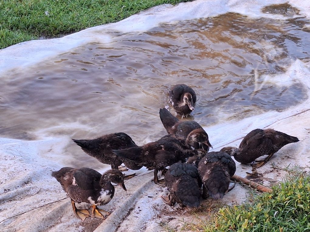 Patos mudos novos