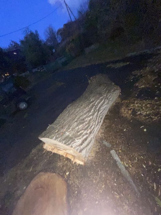 Kloc lipy kłoda lipa 2,5m długa zdrowa