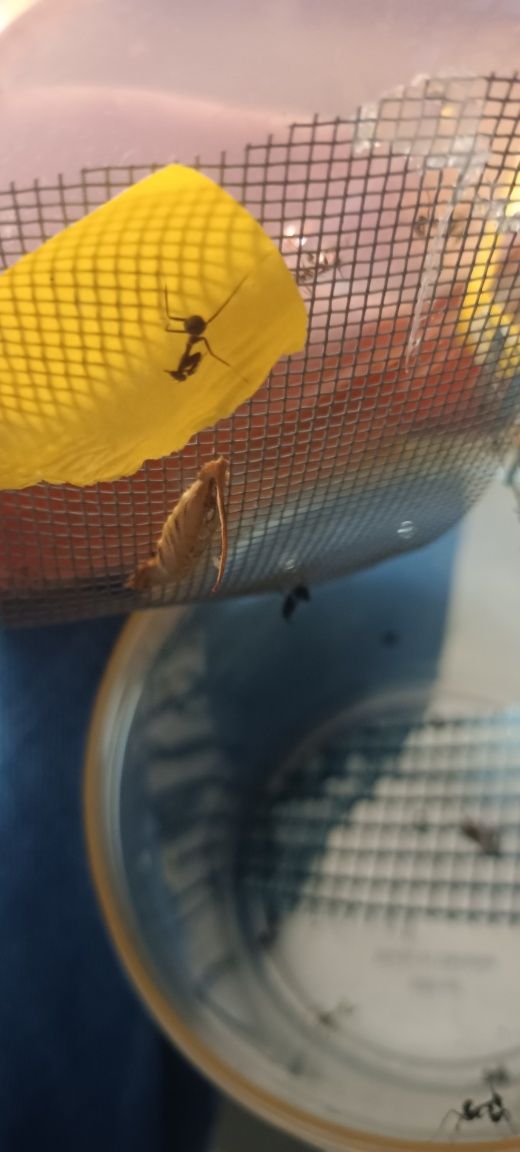 Phyllocrania paradoxa l1 – modliszka liściogłowa