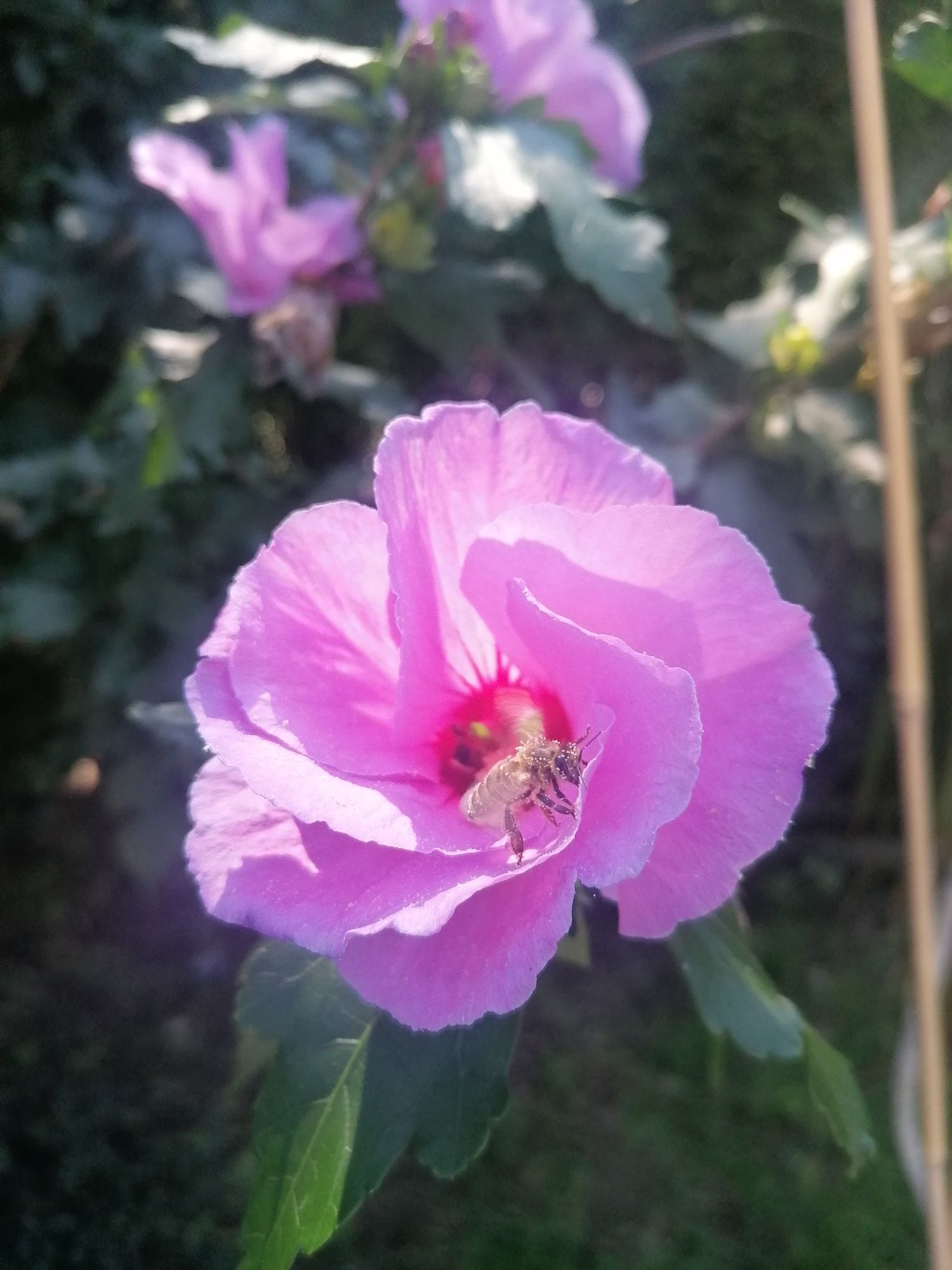 Hibiskus sadzonki krzewy