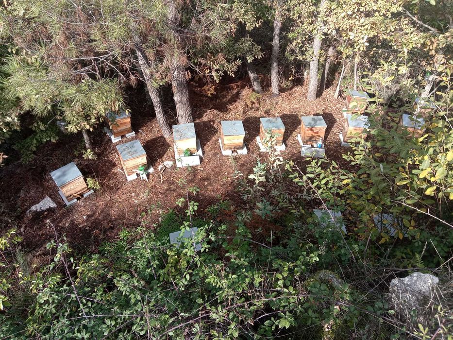 Colmeias com enxames eutros equipamentes