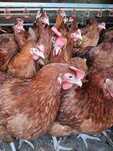 KURY NIOSKI Rosa Messa Leghorn z wolnego wybiegu. Kurki z jajkiem