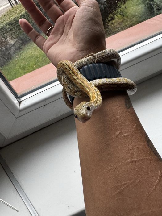 Wąż zbożowy Caramel Tessera