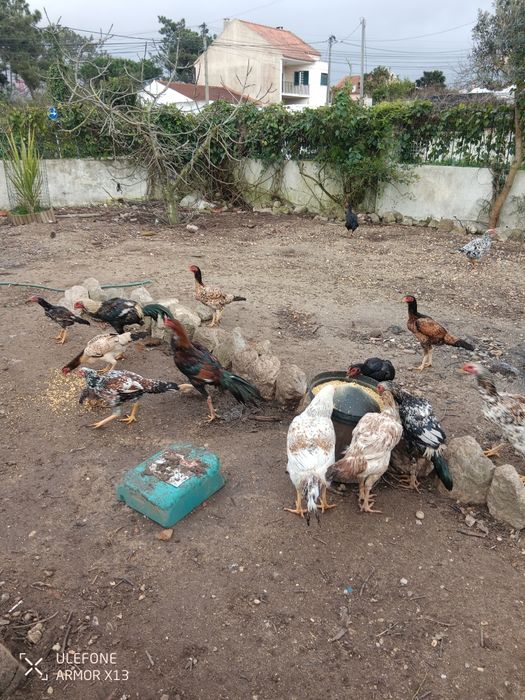 Vendo galinhas frangos caipira 100 por cento  natural criado ao ar liv