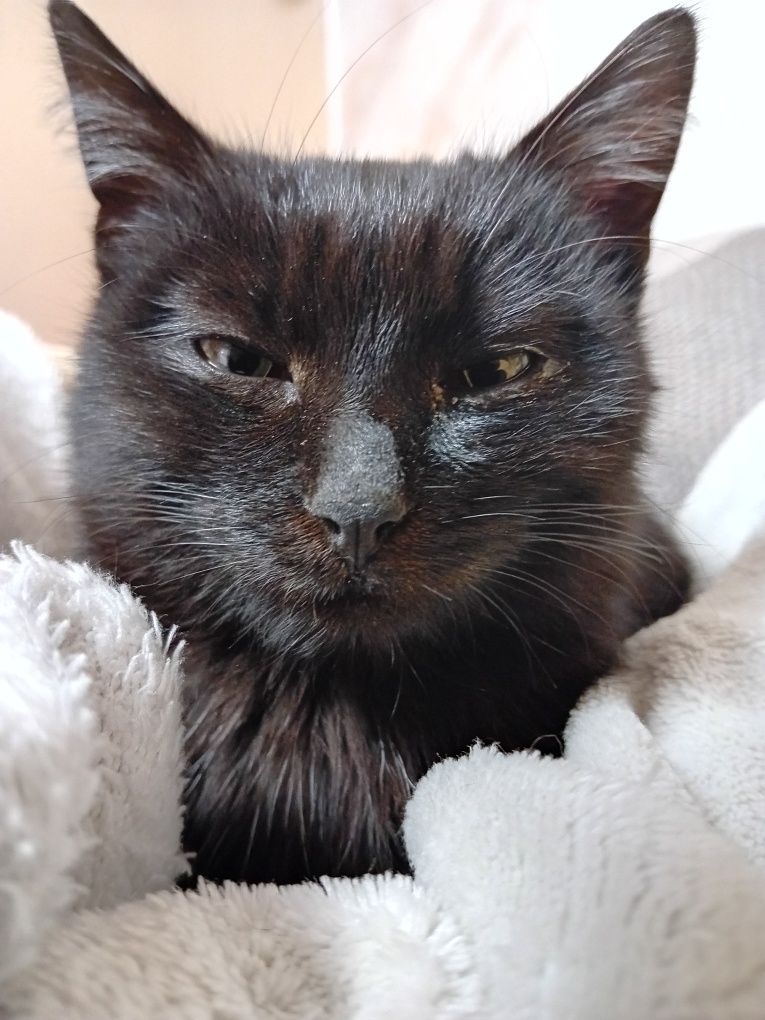 Кошеня Безкоштовно!