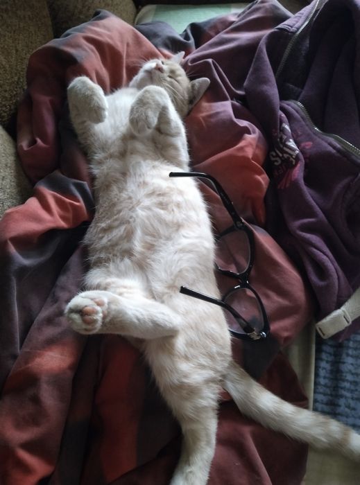 Віддам котика безкоштовно