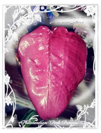 INTERNATION.Philodendron Pink Princess Dark Variegata Księżniczka Róża