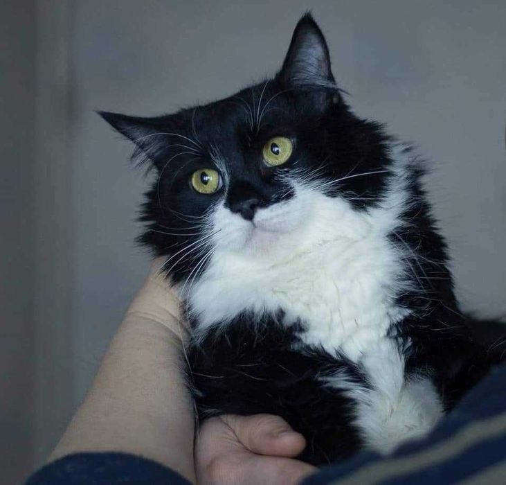 Коша стерилизованная молодая кошечка, в поиске любящей семьи!