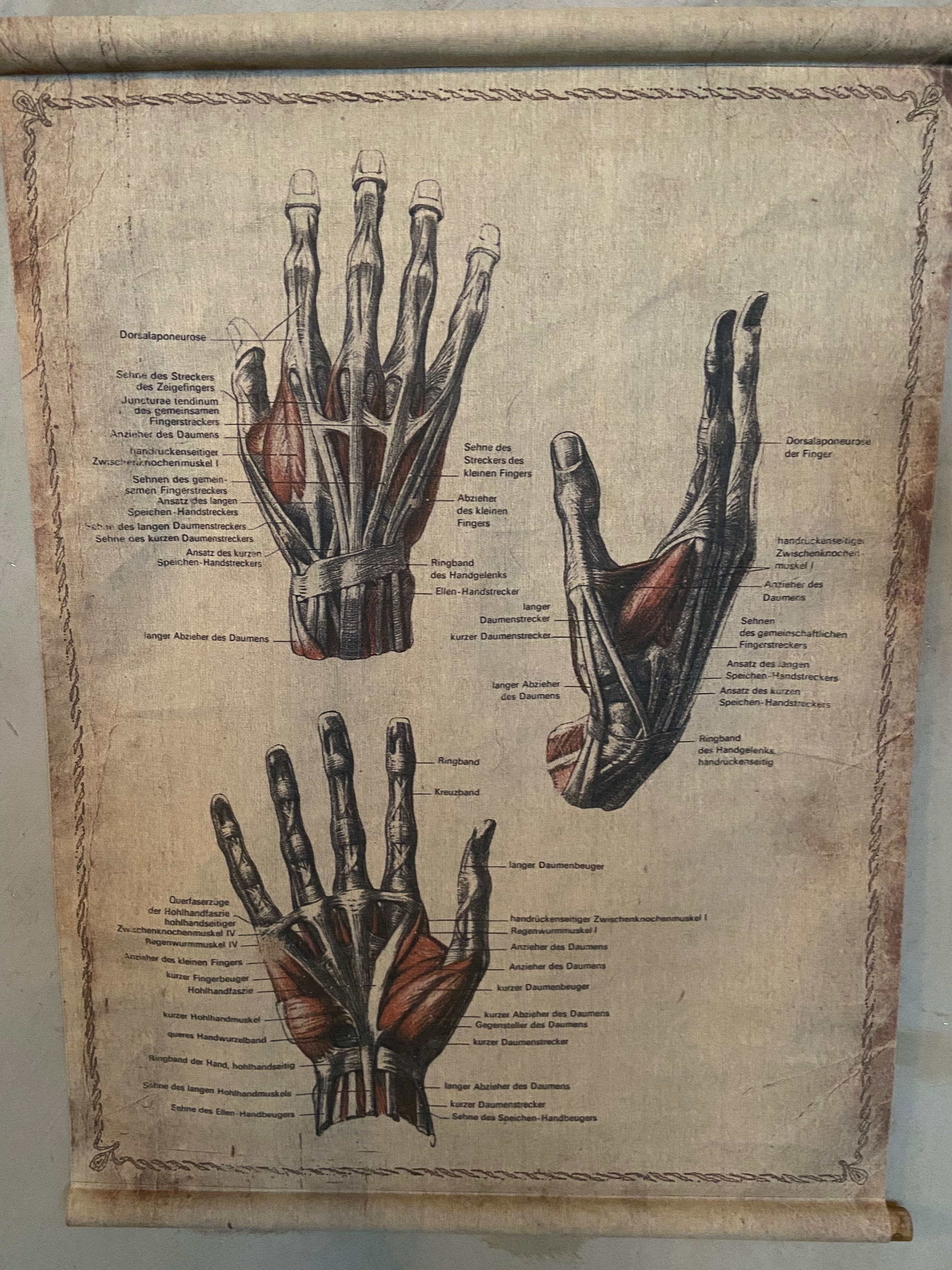 Mapa anatomiczna ludzkiej dłoni
