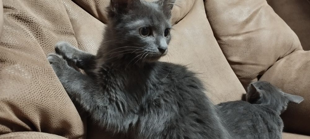 Котята комочки счастья в добрые руки