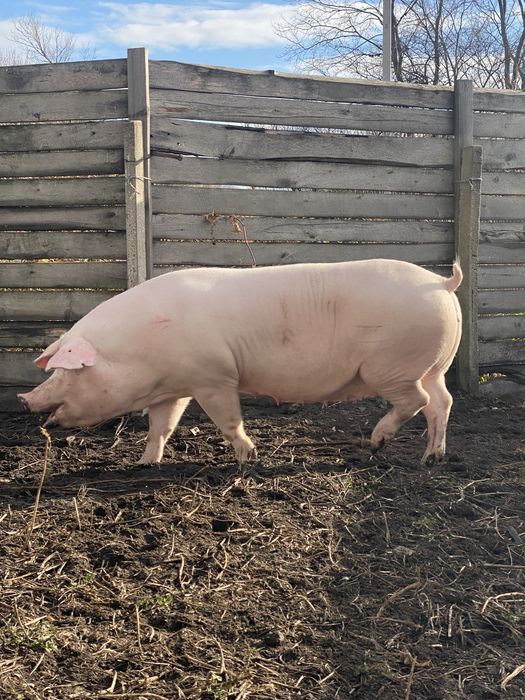 Поросята( 3 породний гібрид) з під ф1 . Та первістки Ф1