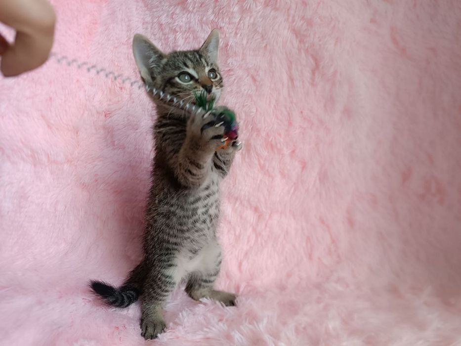 Котохлопчик чекає на свою родину