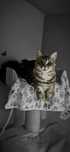 Gloria Hodowla Maine Coon CatsMyLove *PL