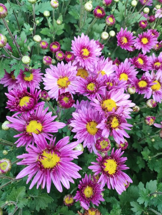 Хризантема мультифлора