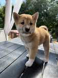 Shiba inu PIESEK
