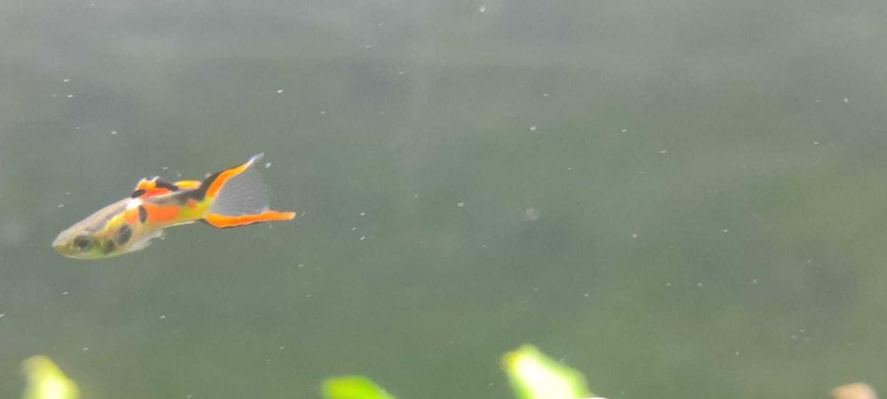Vendo guppy endler