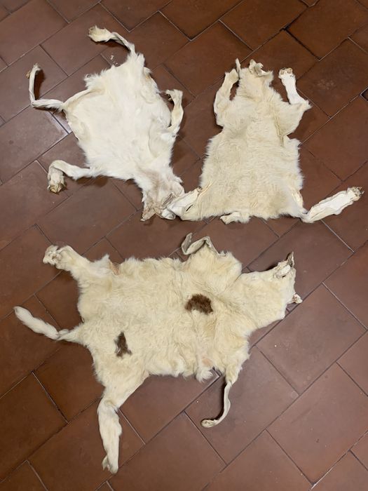 Três peças de pele de cabra