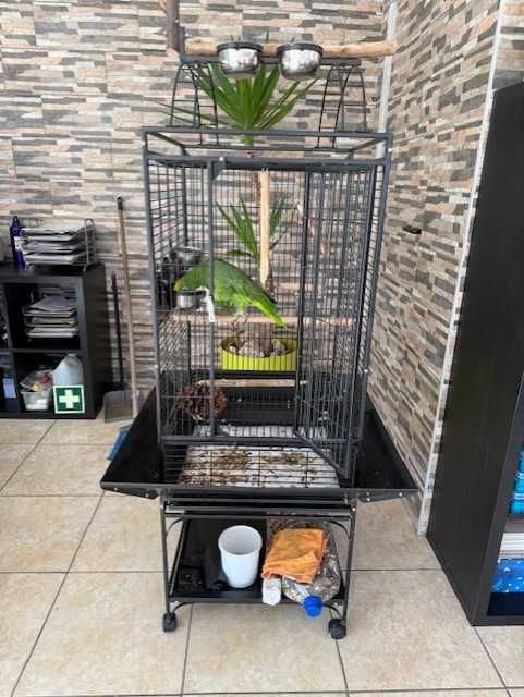 Papagaio Amazona Ochrocephala + Gaiola