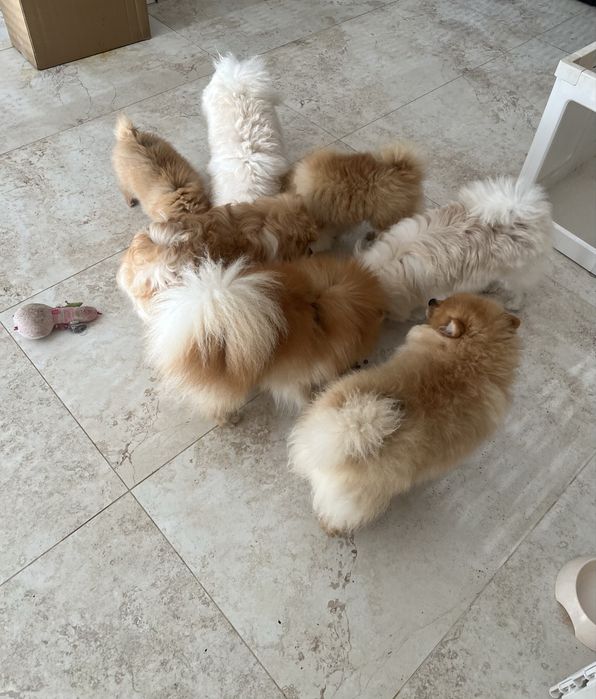 Szpic miniaturowy pomeranian typ misia,jeden lisek