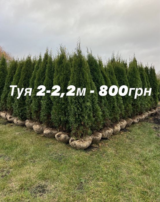 Розпродаж туї смарагд. Київ