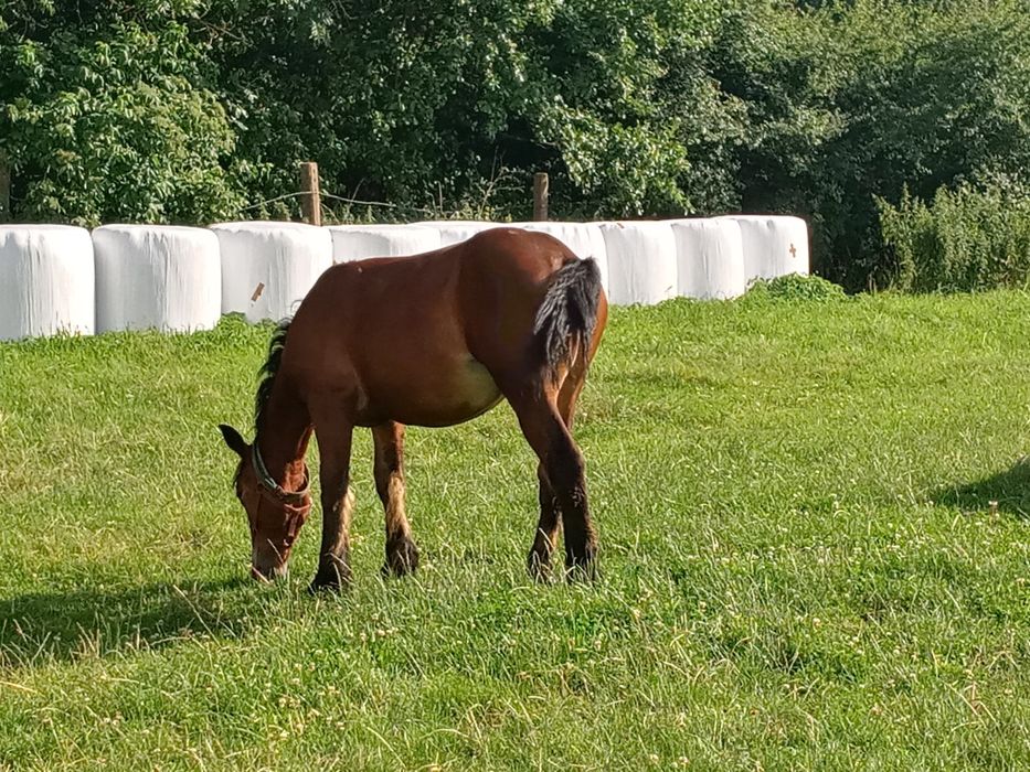 Sprzedam konie..