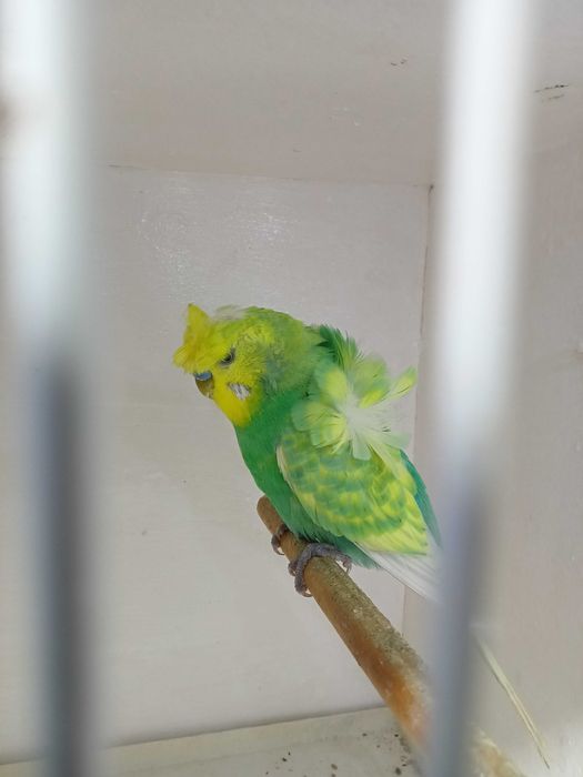 Piriquito horogromos