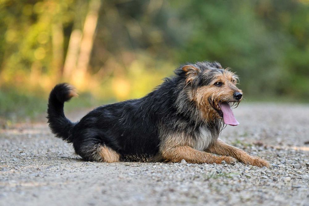 ROZAR młody piękny pies w typie teriera do adopcji