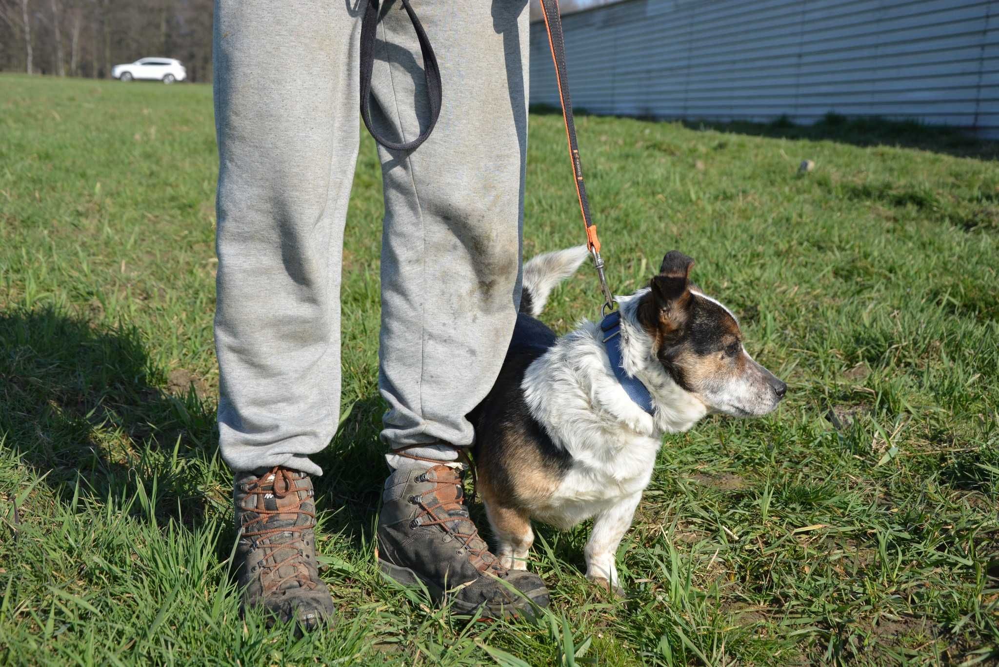 Sernik - psiepyszny kawaler szuka domu ADOPCJA