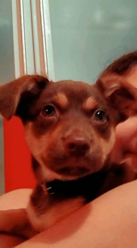 Pet-sitting/ Tomar conta de animais