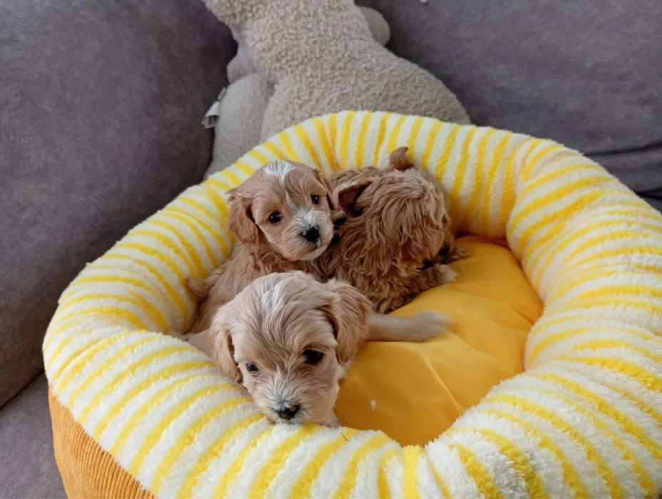 Доставка по усій країні‼️Мальтипу міні, Мальтипу ф2