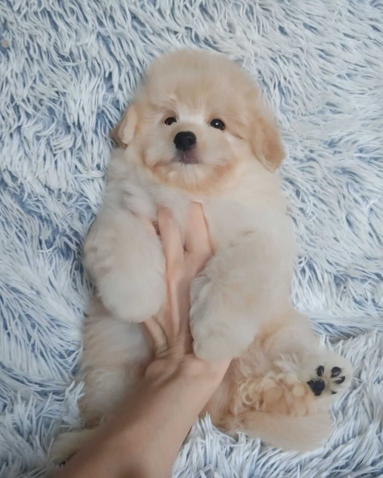 Мальтипушный плюшечка и непоседа. Красивый щеночек-мальчишка Poo+Pom