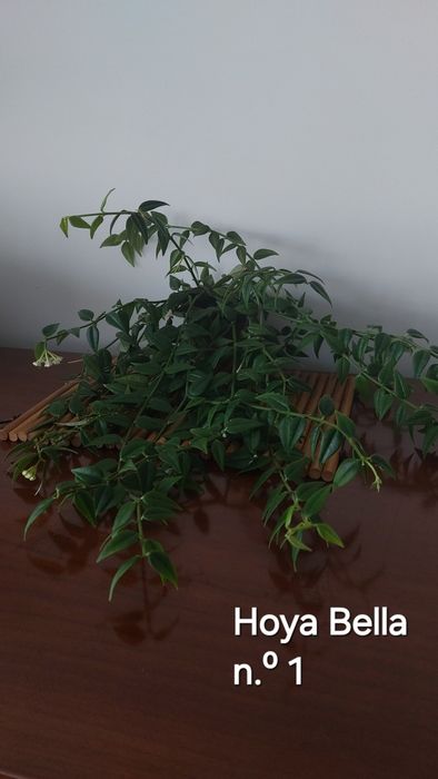 Hoyas (Flores de cera)  Plantas naturais