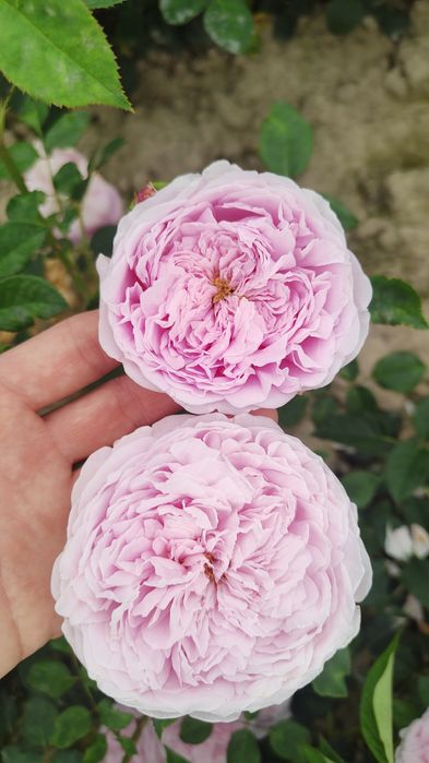 Róża z gołym korzeniem, wiele kolorów oferta na JESIEŃ 2025