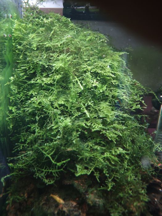 Christmas moss - vesicularia montagnei