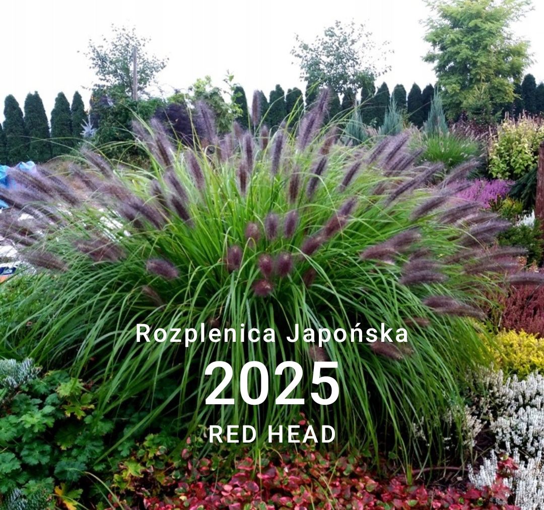 Rozplenica japońska Red Head trawa ozdobna P11