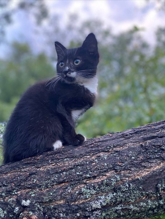 Вислоухая кошечка