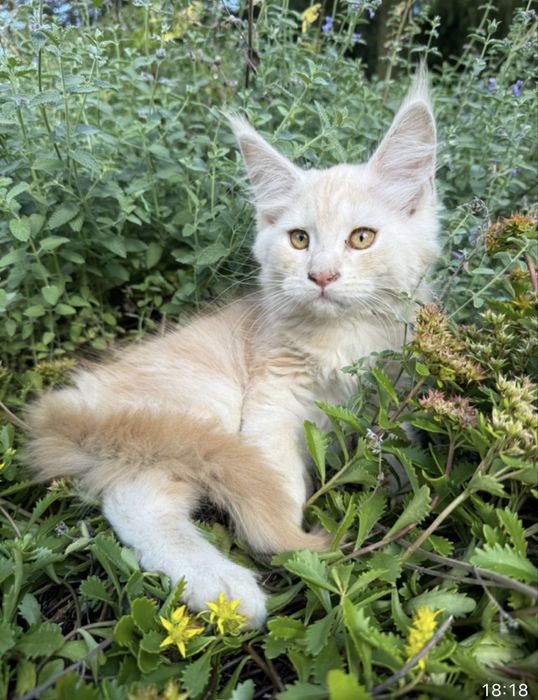 Daytona - kotka rasy Maine Coon